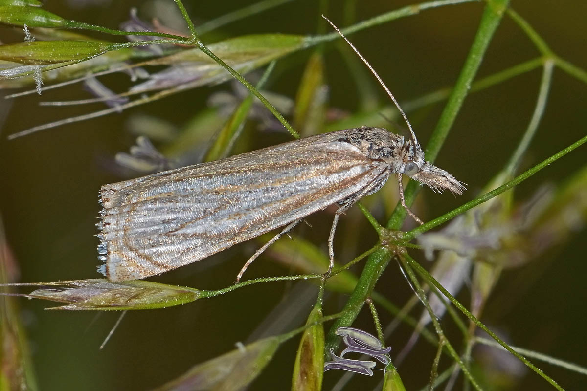 Crambidae N 4 - Crambus lathoniellus